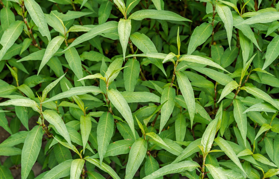 Praew Leaves