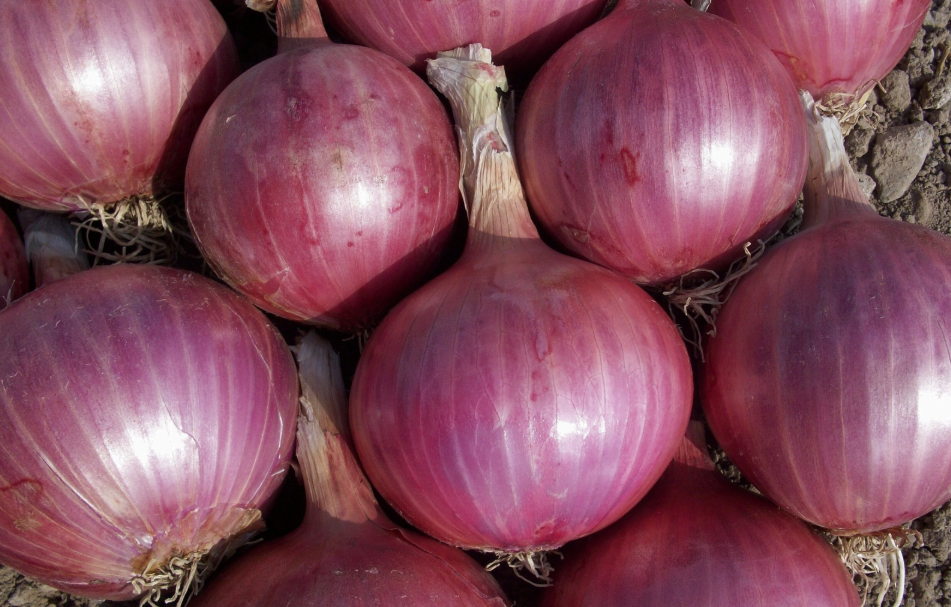 Small Red Onion