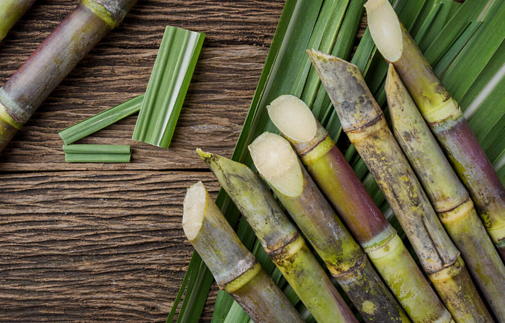 Sugarcane